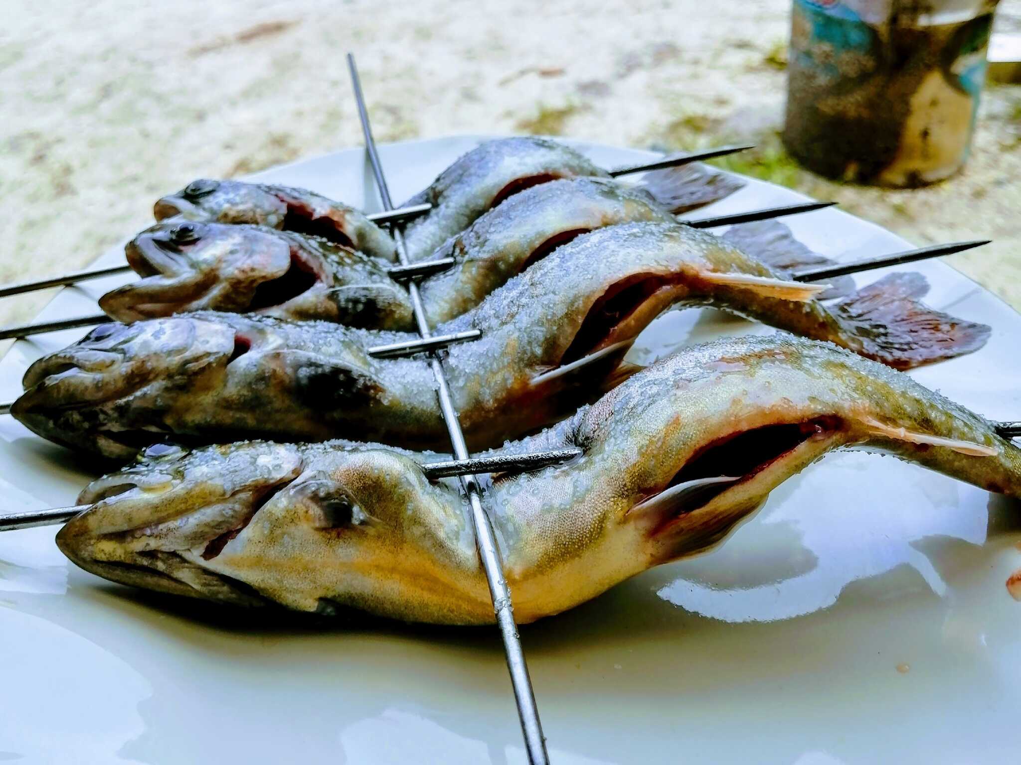 朝明渓魚苑キャンプ場