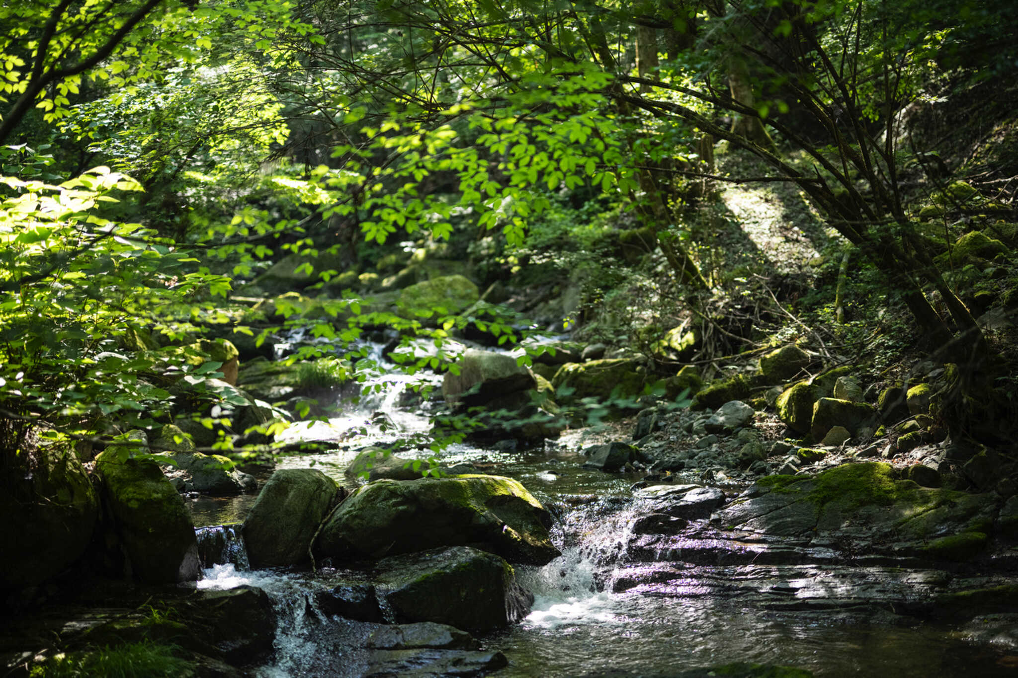 【R7/12閉鎖】FOREST GATEの写真 3枚目