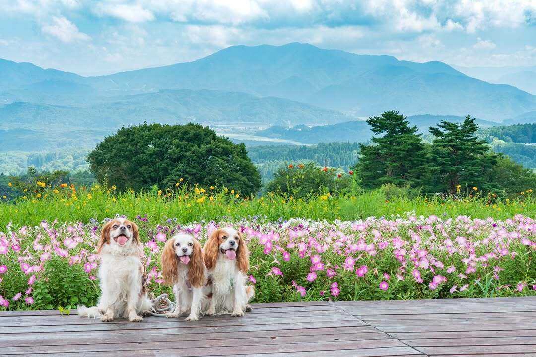 黒姫Doggo Village(旧:黒姫きゃんぷらんど)