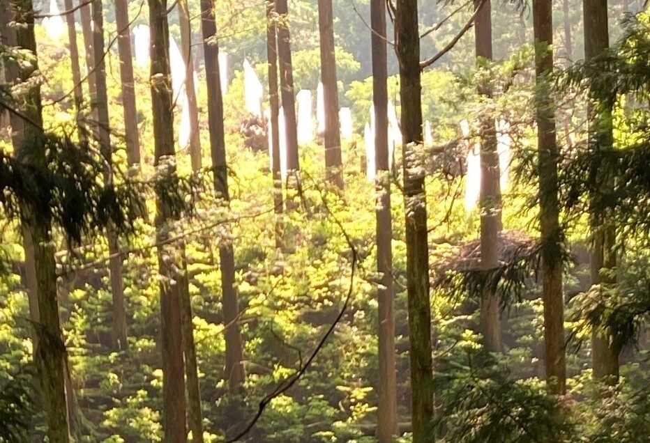 御岳プライベートキャンプの写真 4枚目