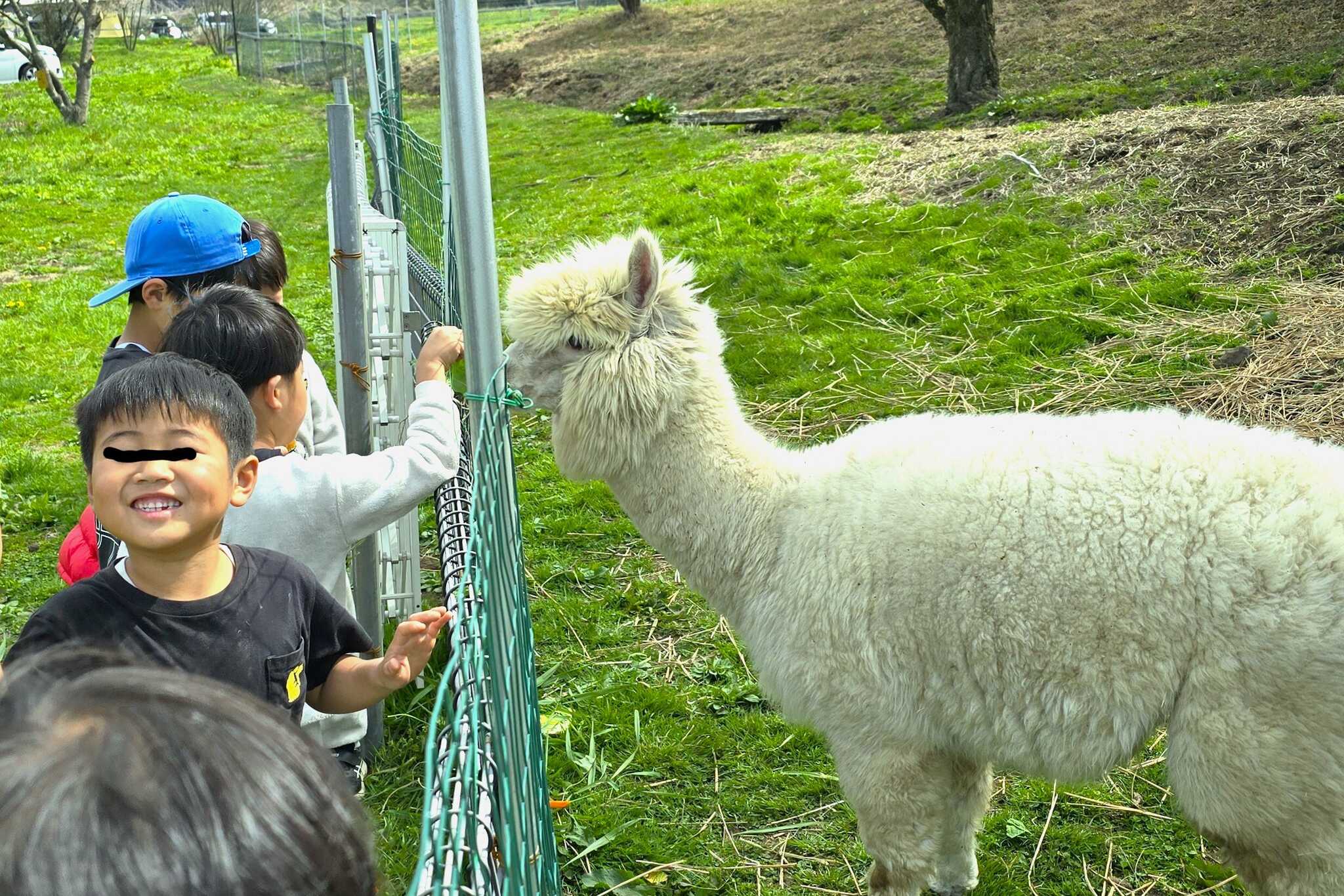 当施設自慢のアルパカとのふれあうこともできます!お子様と一緒にぜひいらしてください!