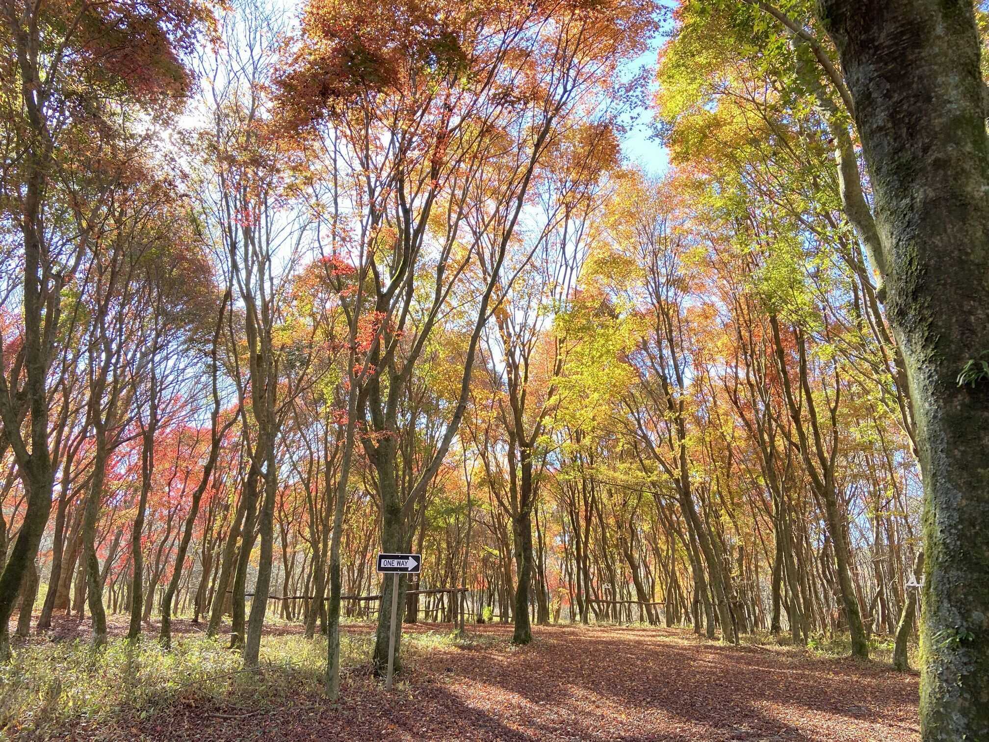 朝霧高原 英知の杜キャンプ場の写真 2枚目