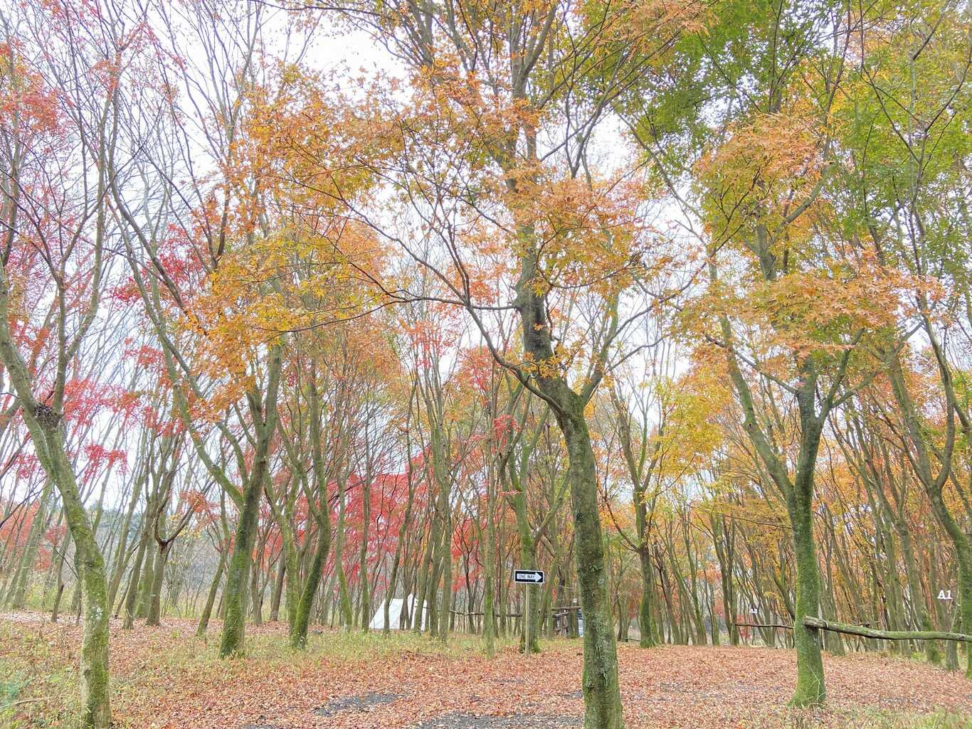 朝霧高原 英知の杜キャンプ場 photo 5
