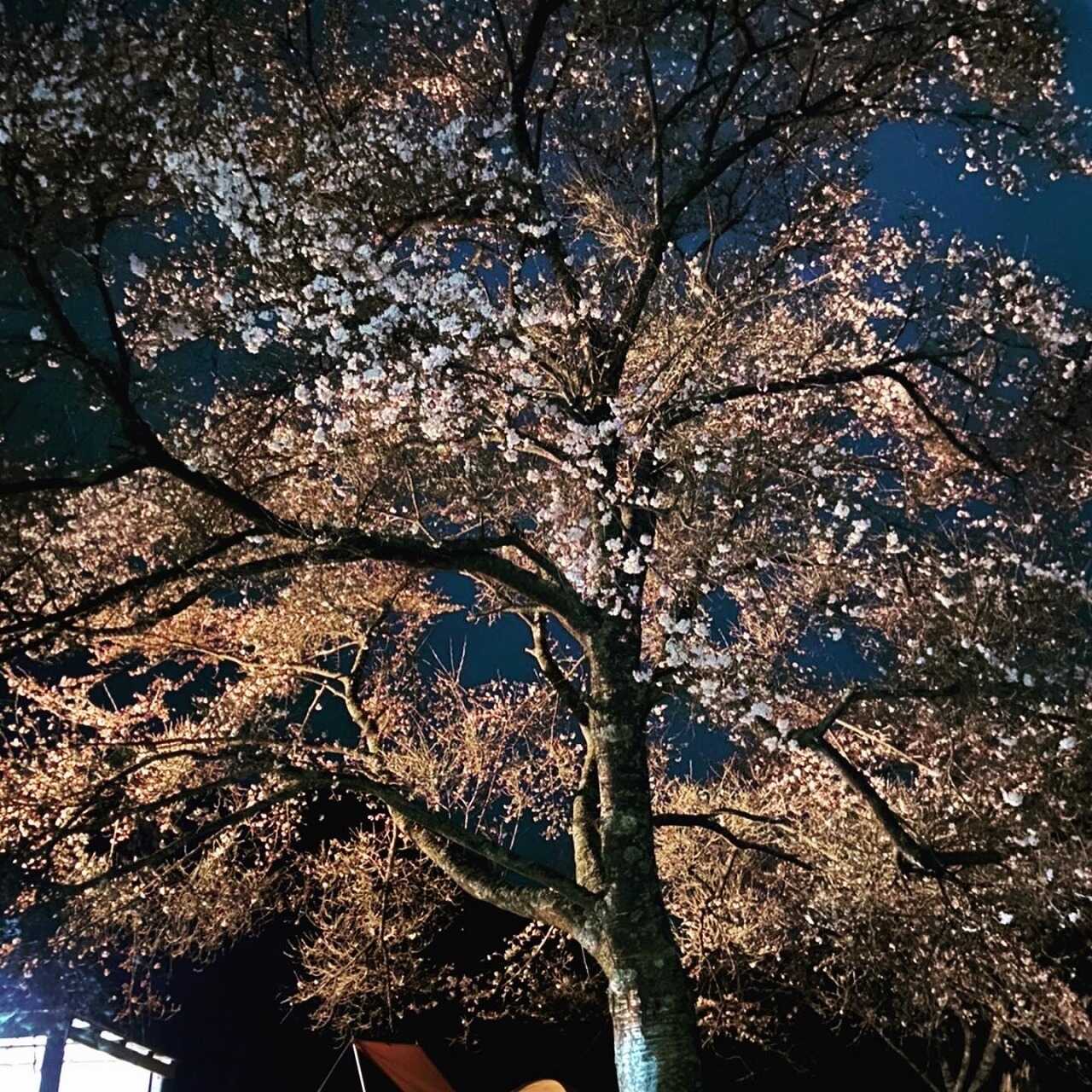 柵なし区画サイトには桜があり、お花見キャンプも可能です。