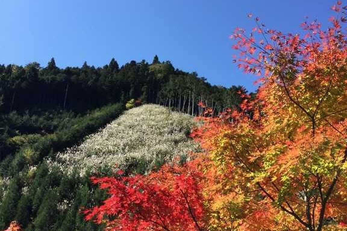 かわらびオートキャンプ場