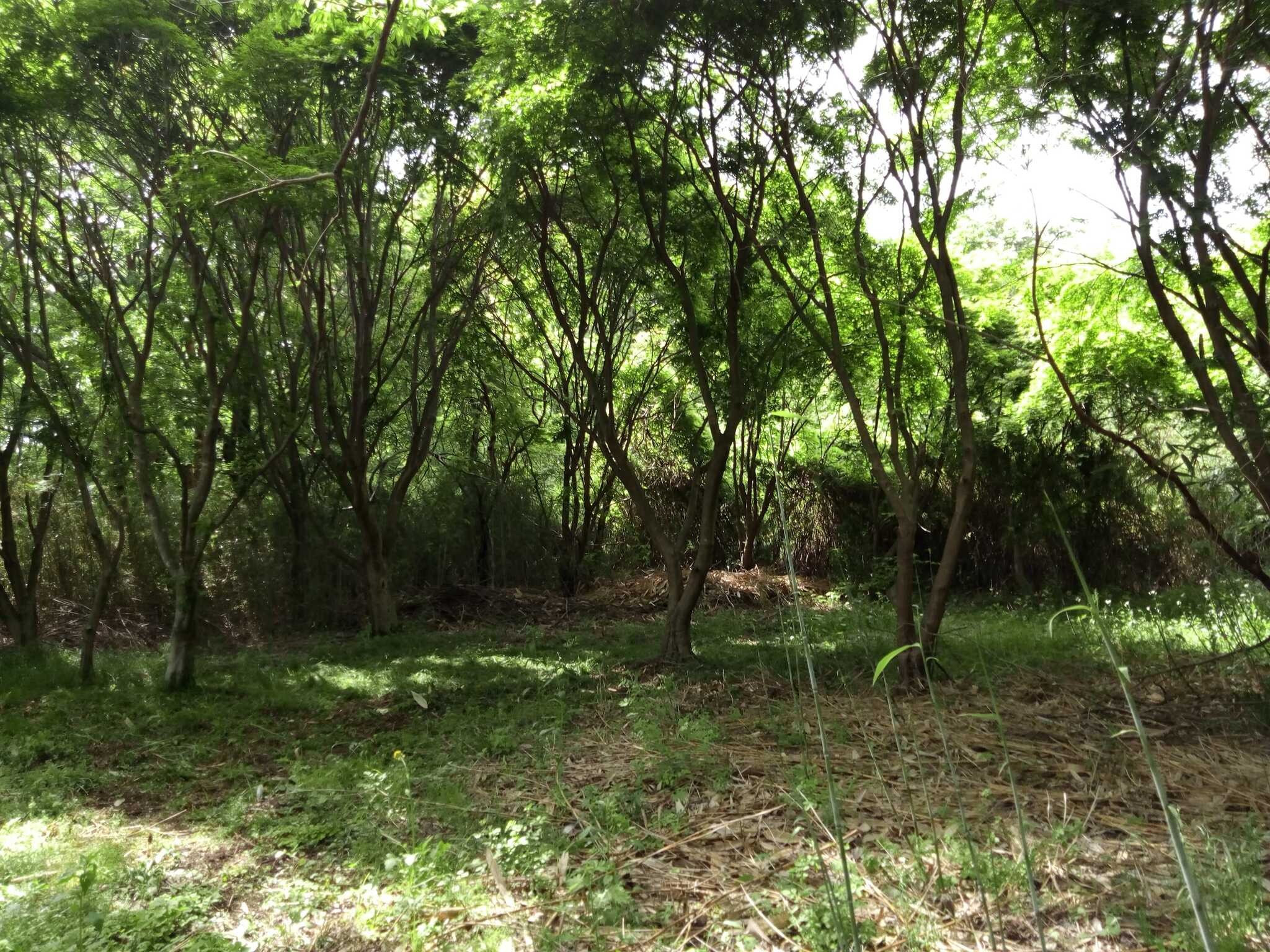 大人のキャンプ場 笑うふくろう