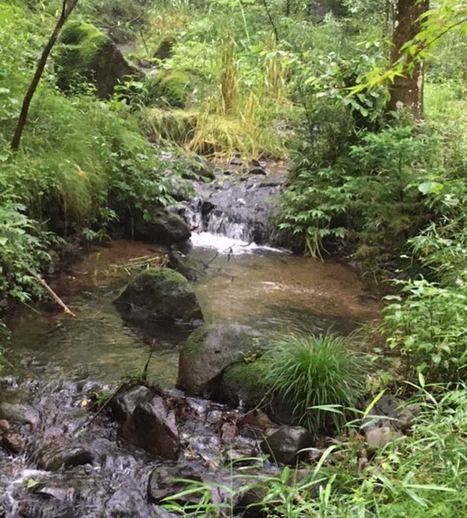 夏の小川 対岸に散策コースあり。水深数cmくらいの川を小石を踏みながら渡って、プチアドベンチャー気分を!