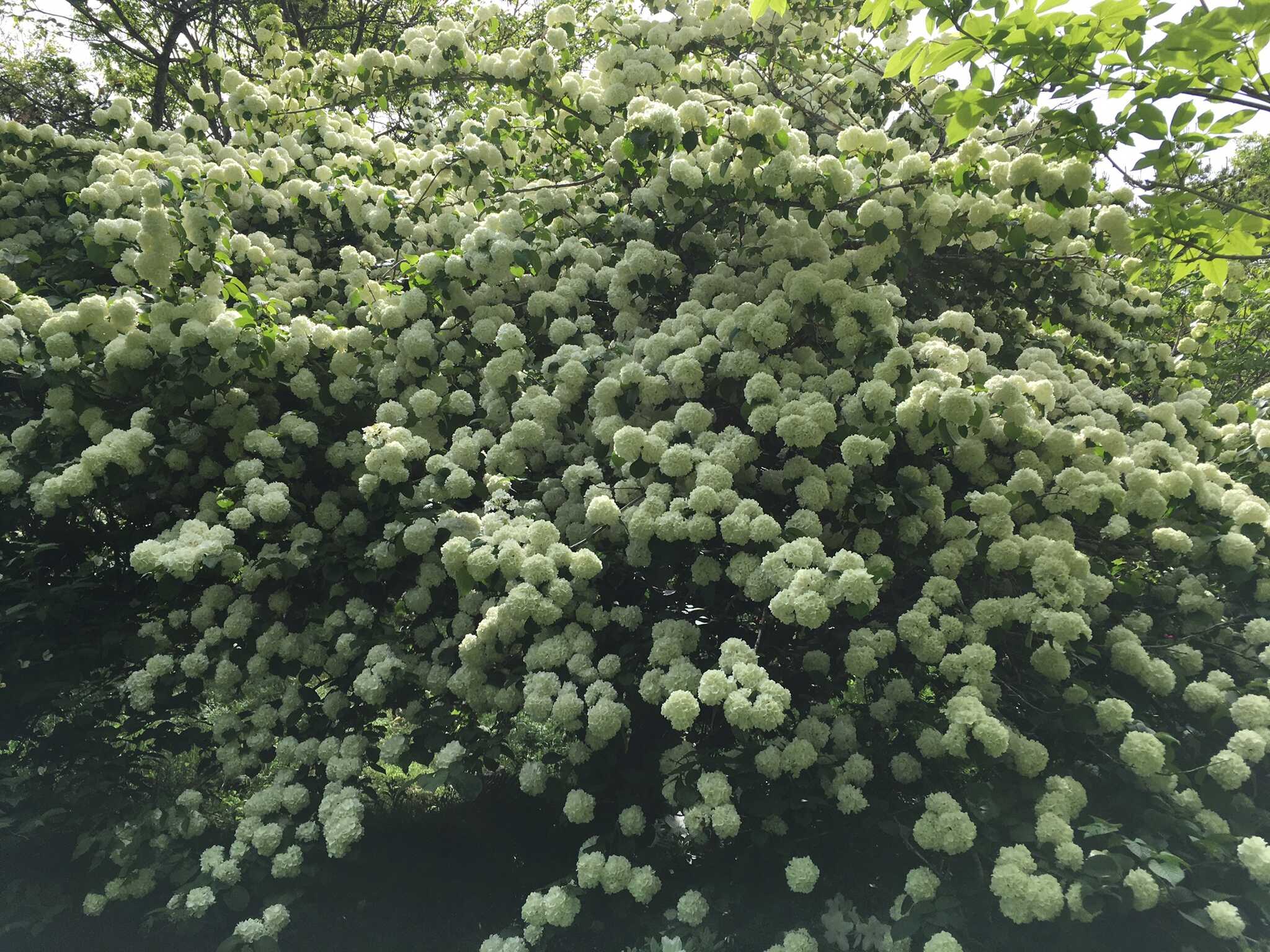 オオデマリ