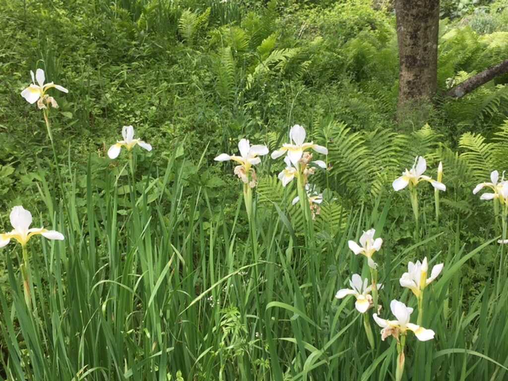 大人のキャンプ場 笑うふくろう photo 3