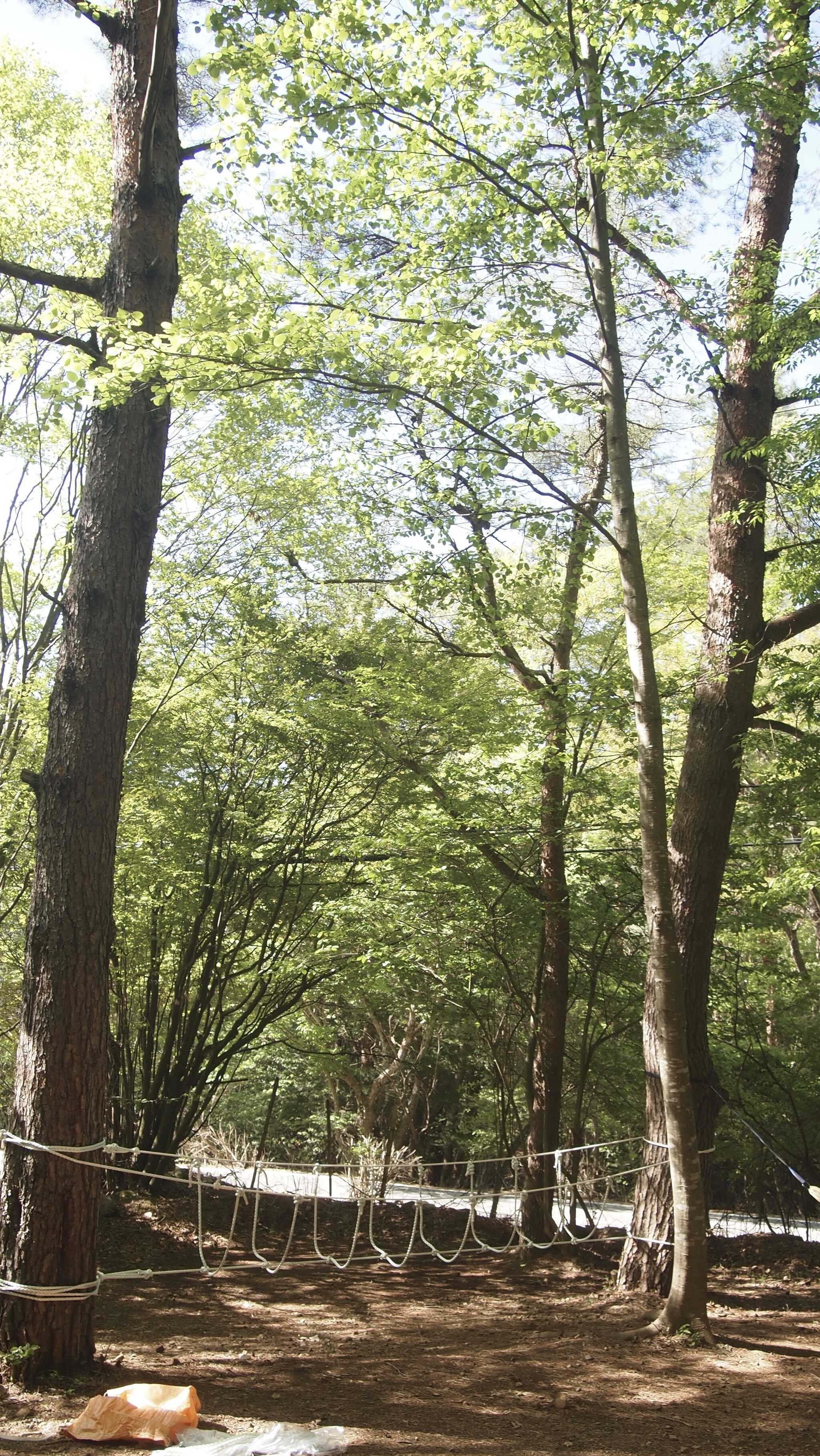 【閉鎖】SPORTS TRAIN in Forest CAMP