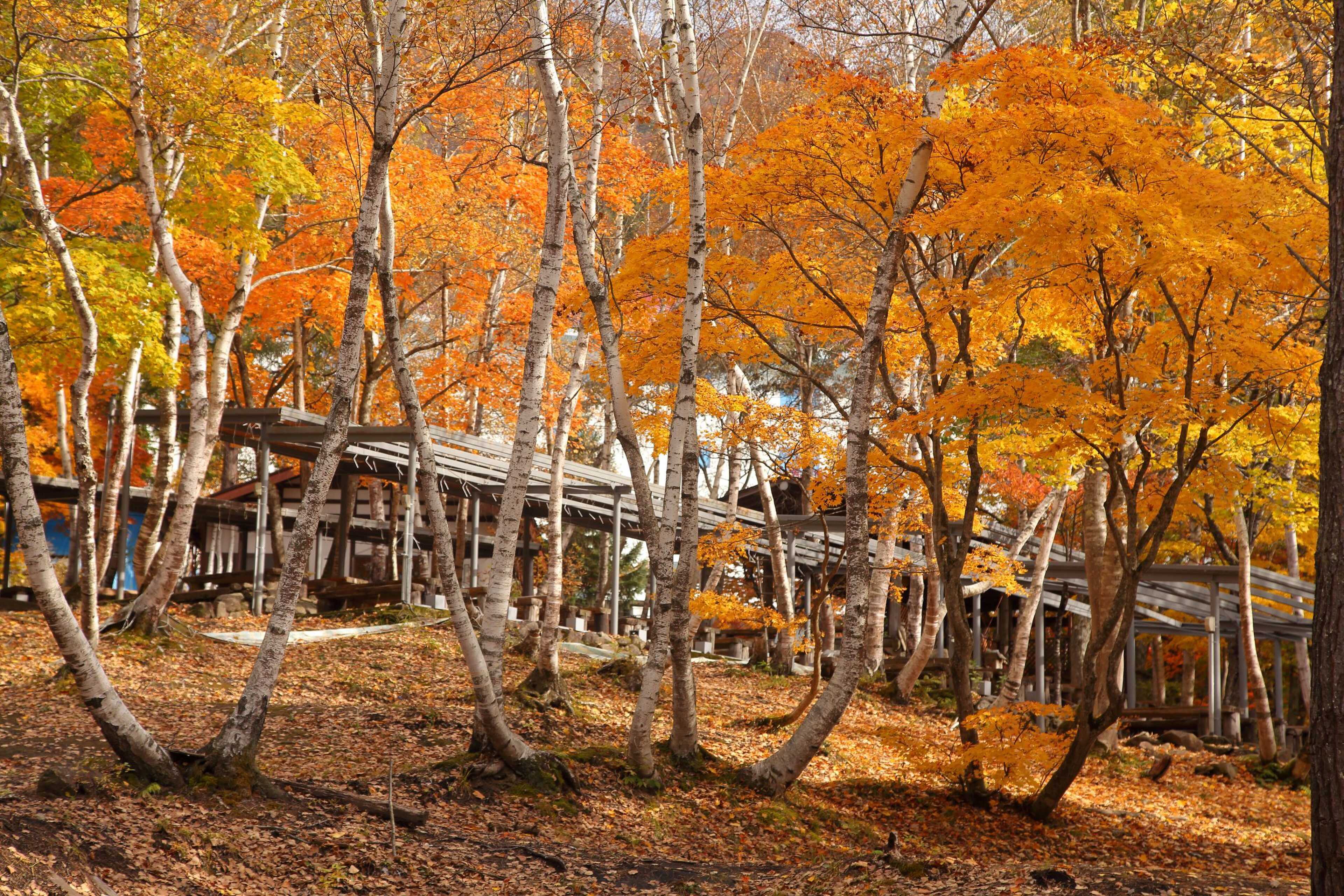 白樺エリア紅葉。秋は紅葉を眺めながらキャンプ!