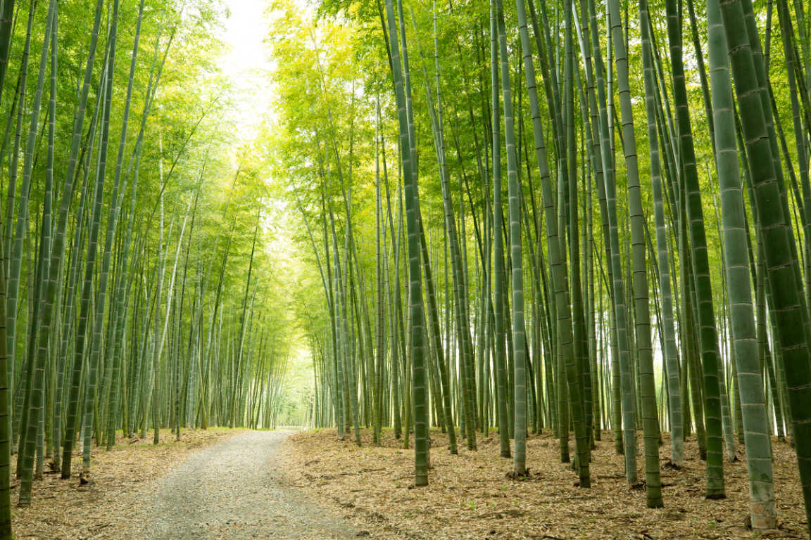 若竹の杜 若山農場 photo 5