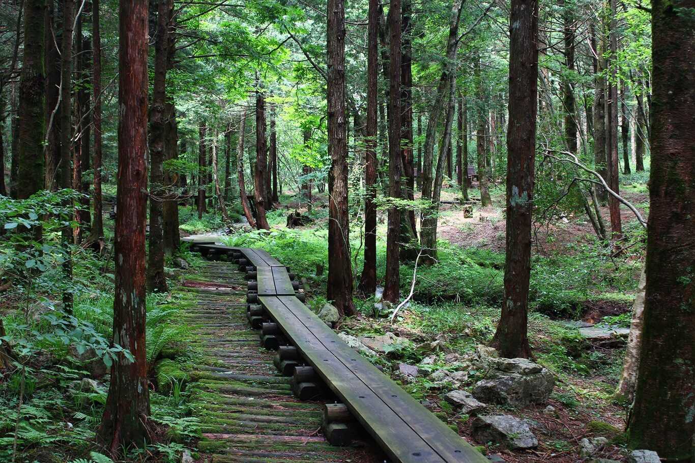 富士見台高原ロープウェイヘブンスそのはら photo 4