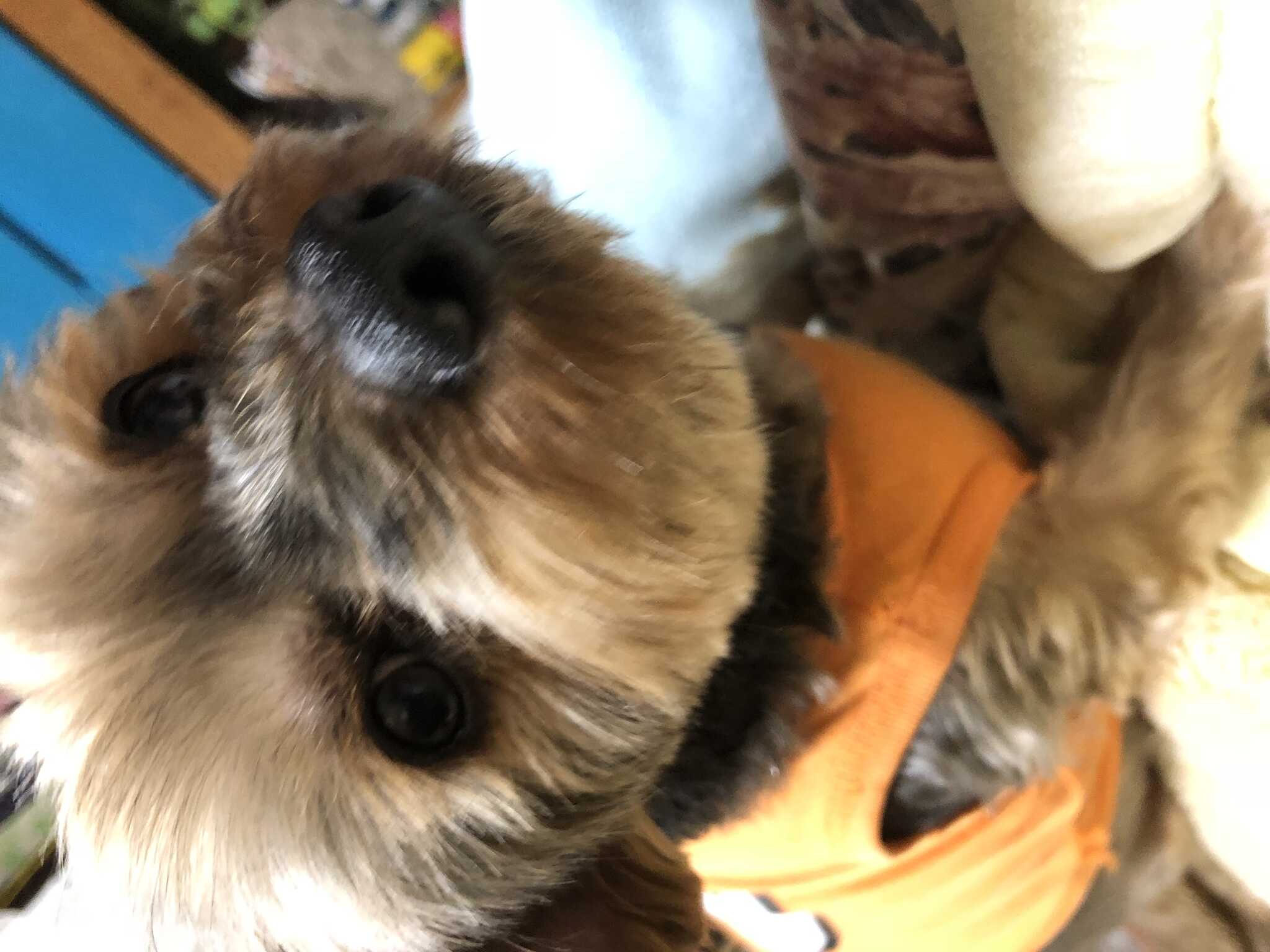 キャンプ管理者