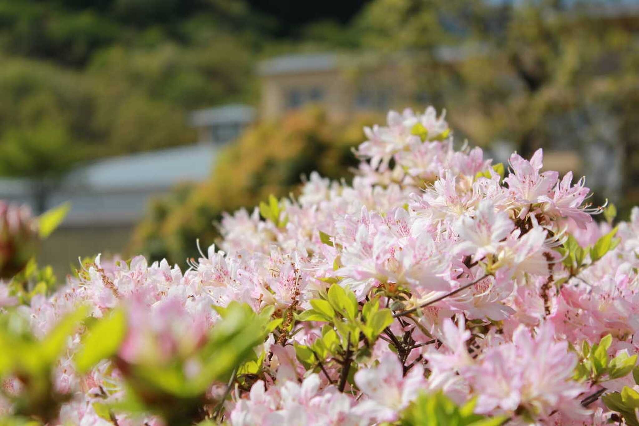 四季折々の草花