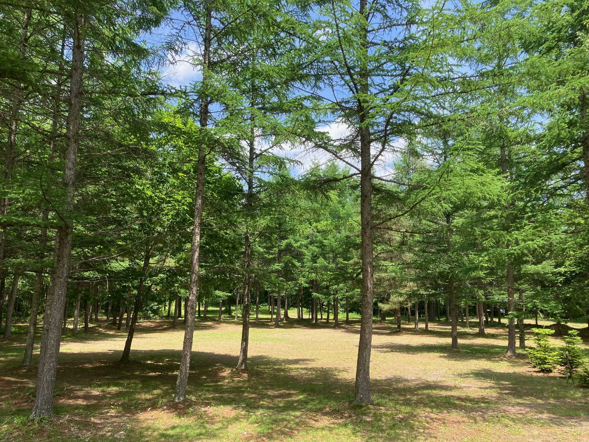 北軽井沢 どんぐり山の一番星 キャンプ場