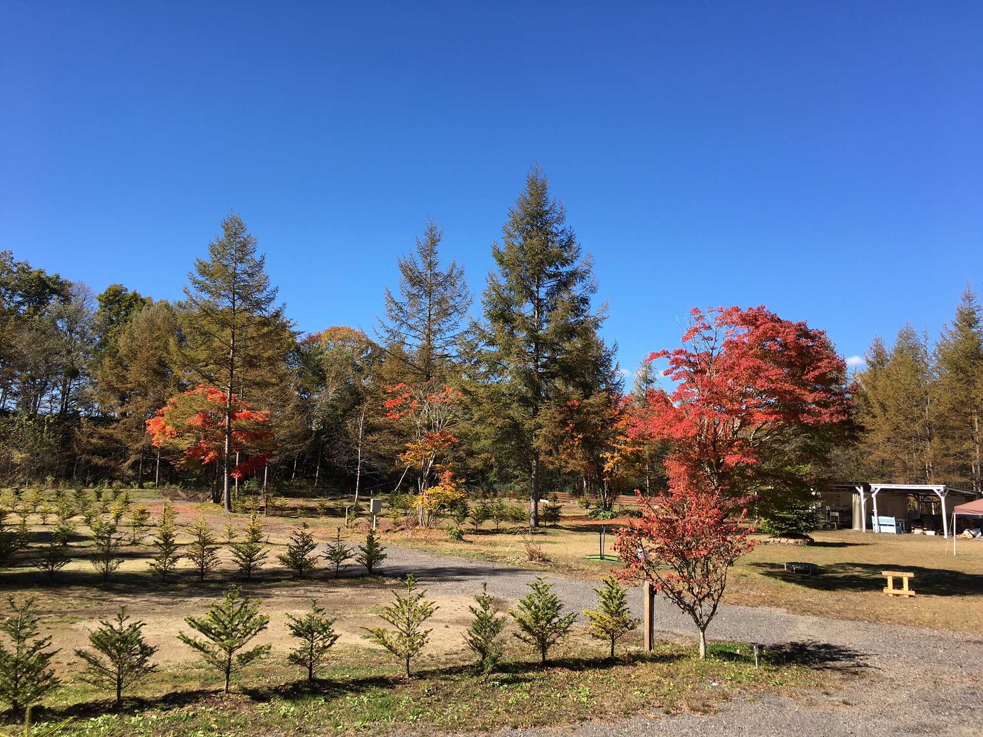 北軽井沢 どんぐり山の一番星 キャンプ場