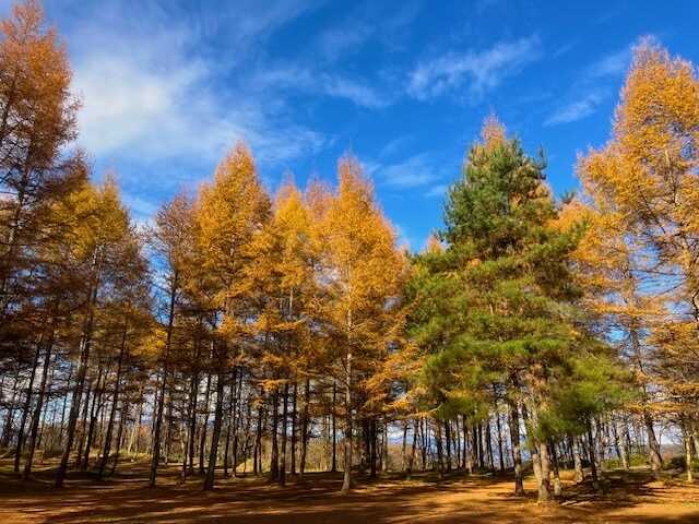 北軽井沢 どんぐり山の一番星 キャンプ場
