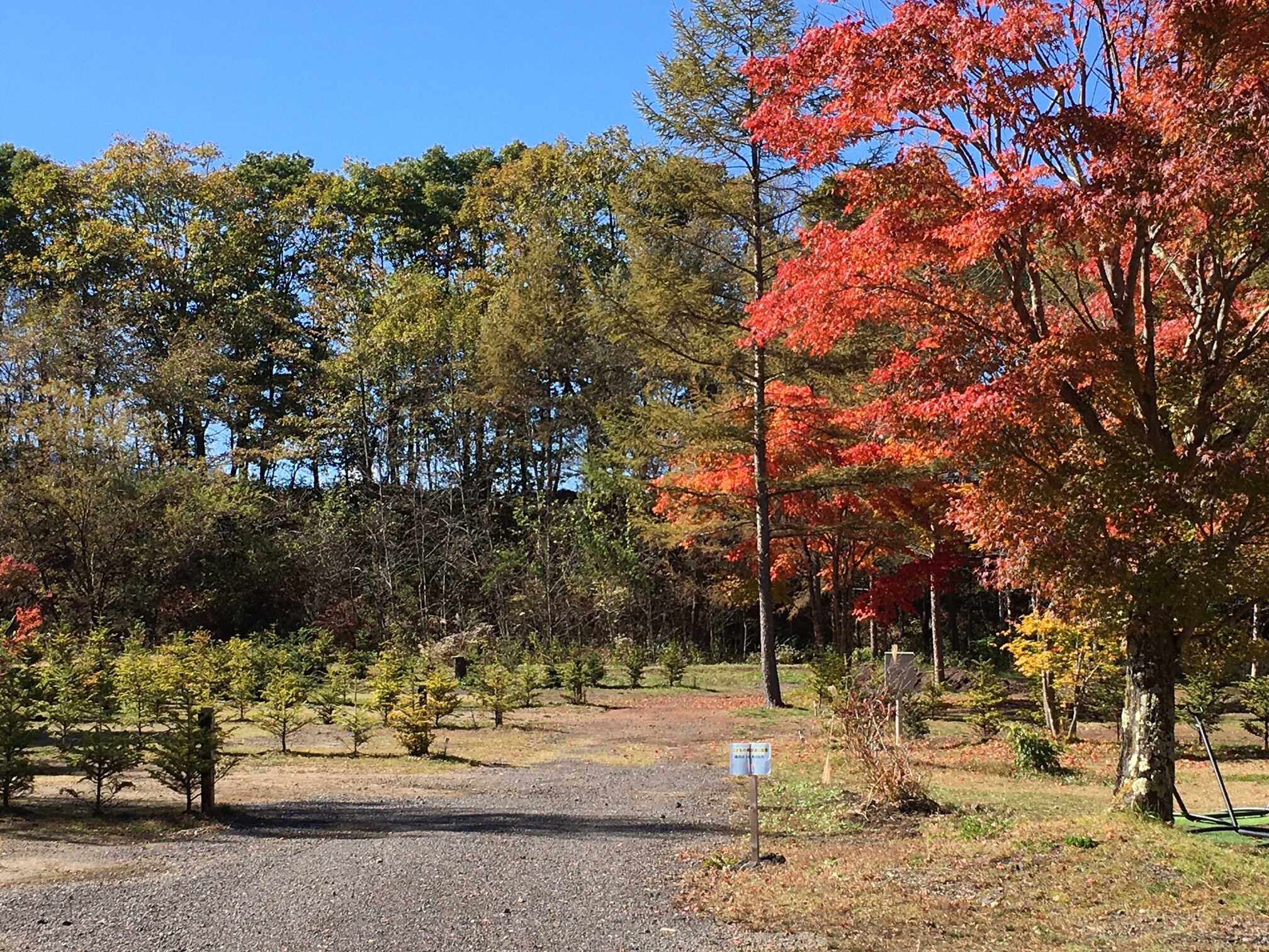 北軽井沢 どんぐり山の一番星 キャンプ場