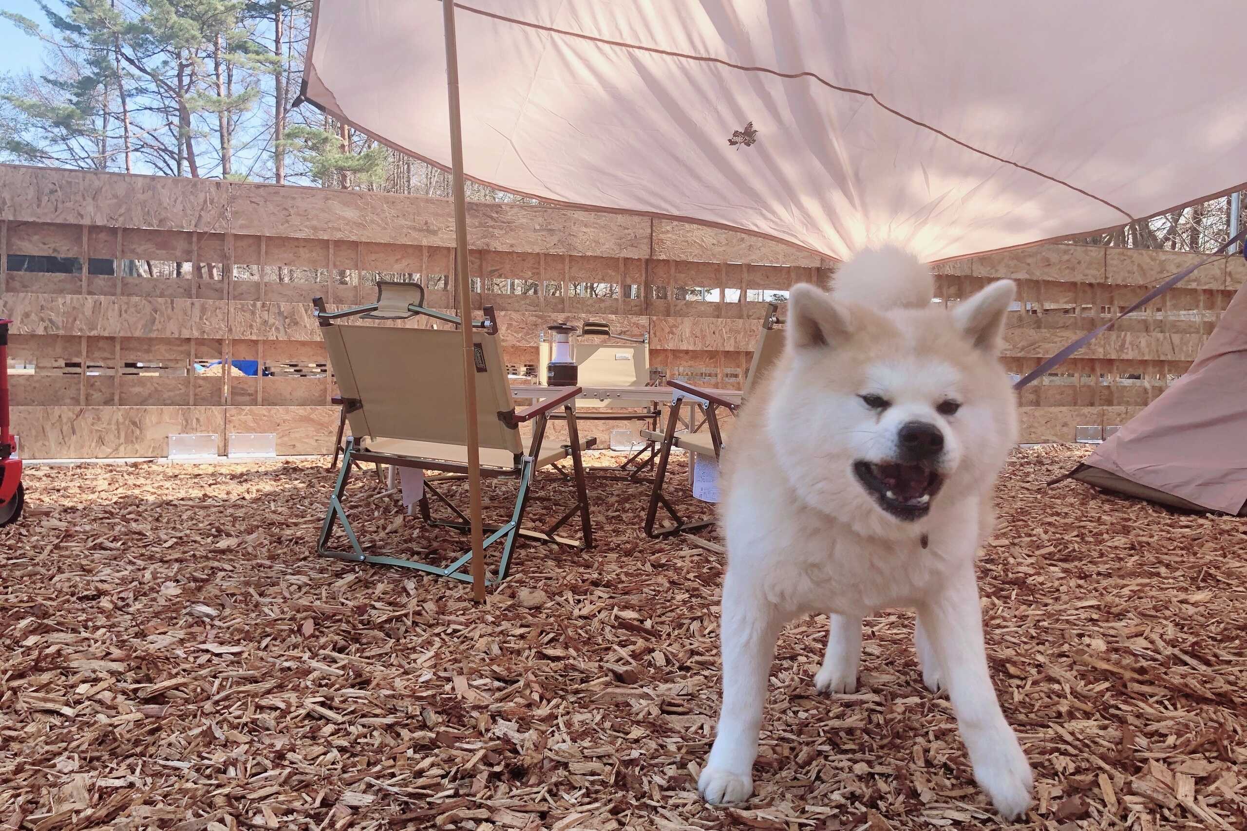 ワンコと遊べるオートキャンプ場(アソビーバナガノパーク)の写真 1枚目