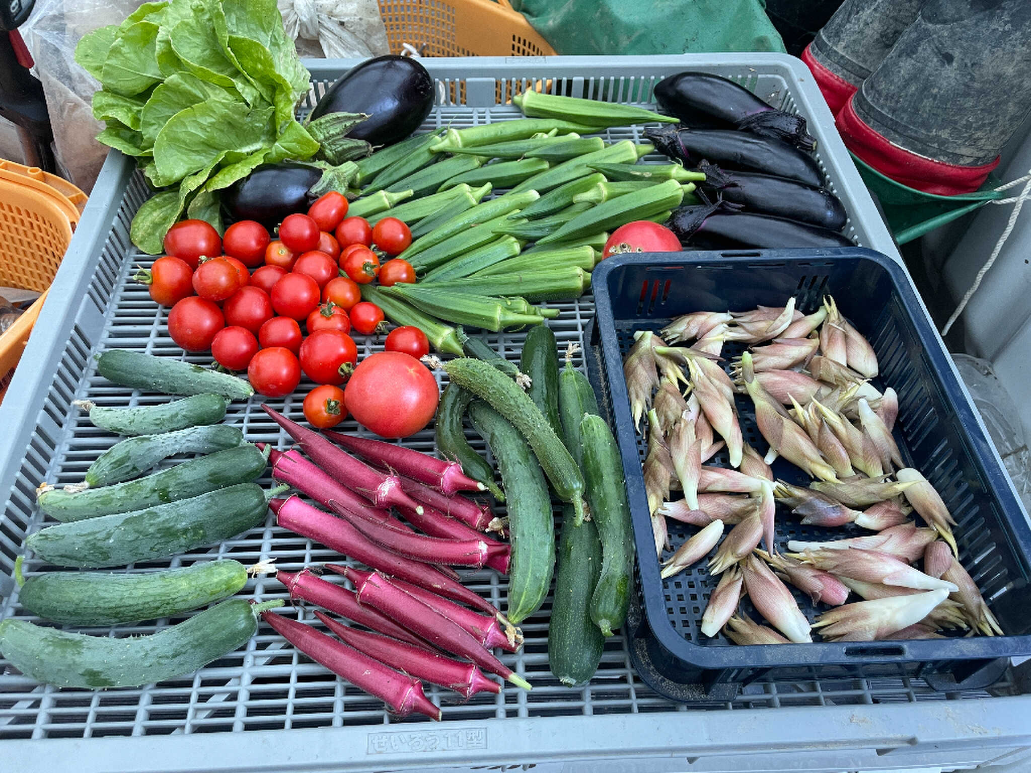 季節により様々な野菜を栽培しています。