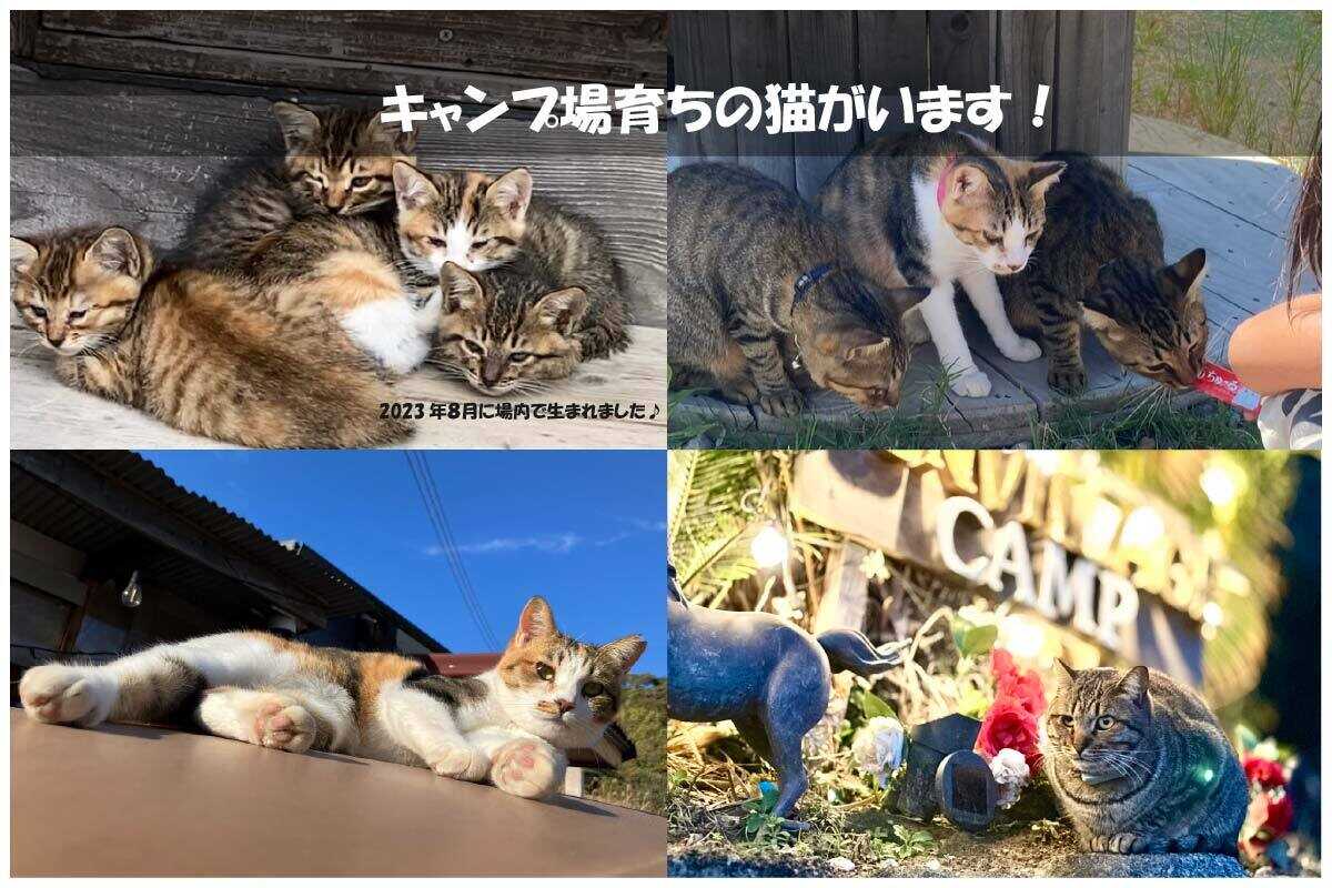サンビレッジ金谷キャンプ場の写真 3枚目