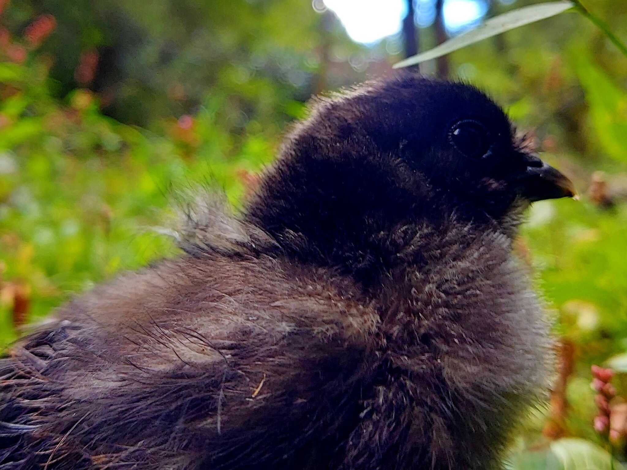 バモサンキャンプサイトの写真 4枚目