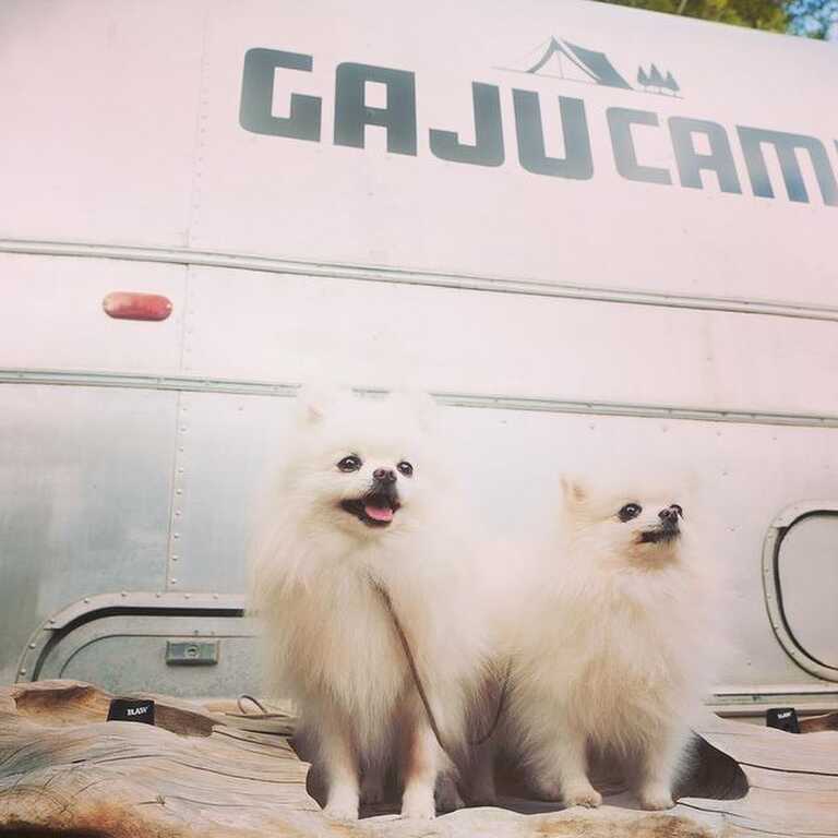 GAJU CAMP (ガジュキャンプ場) photo 3