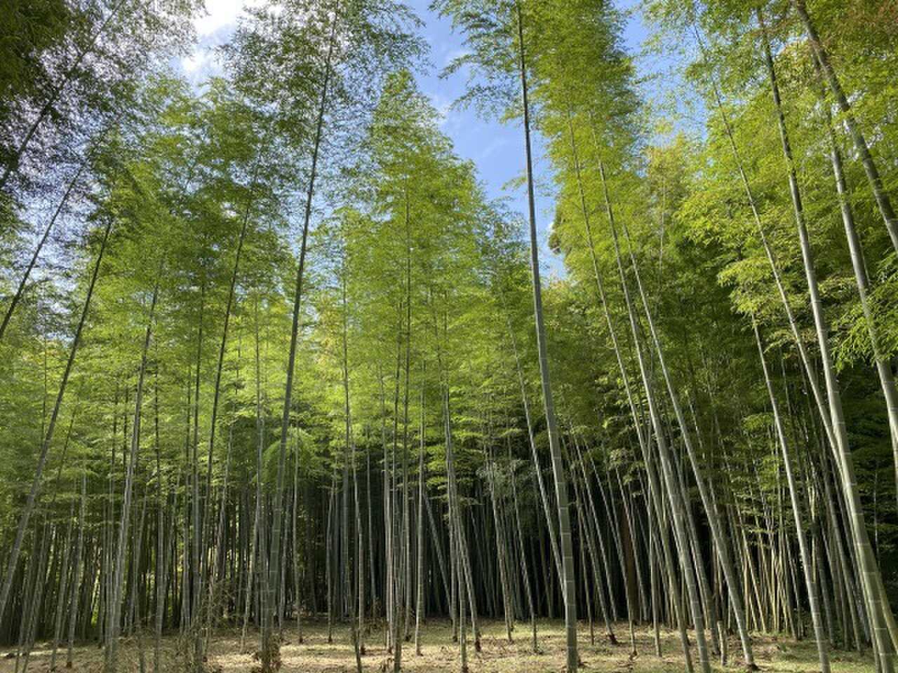 Katsuura Natural Space Camp
