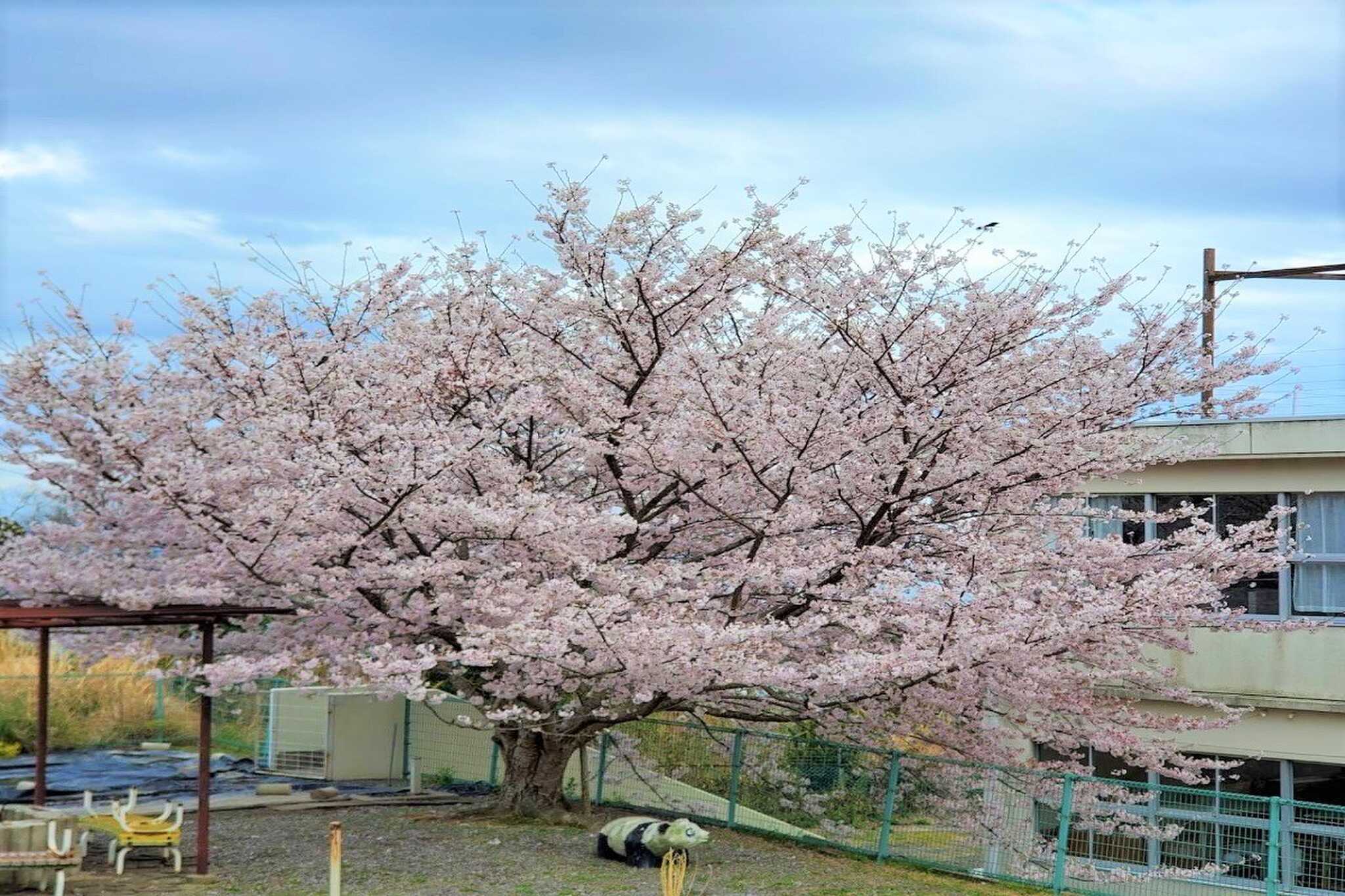 桜のシーズンはお花見キャンプも楽しんで頂けます♬