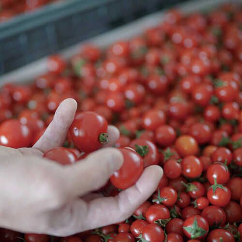 元小学校の跡地で、野菜つくっています