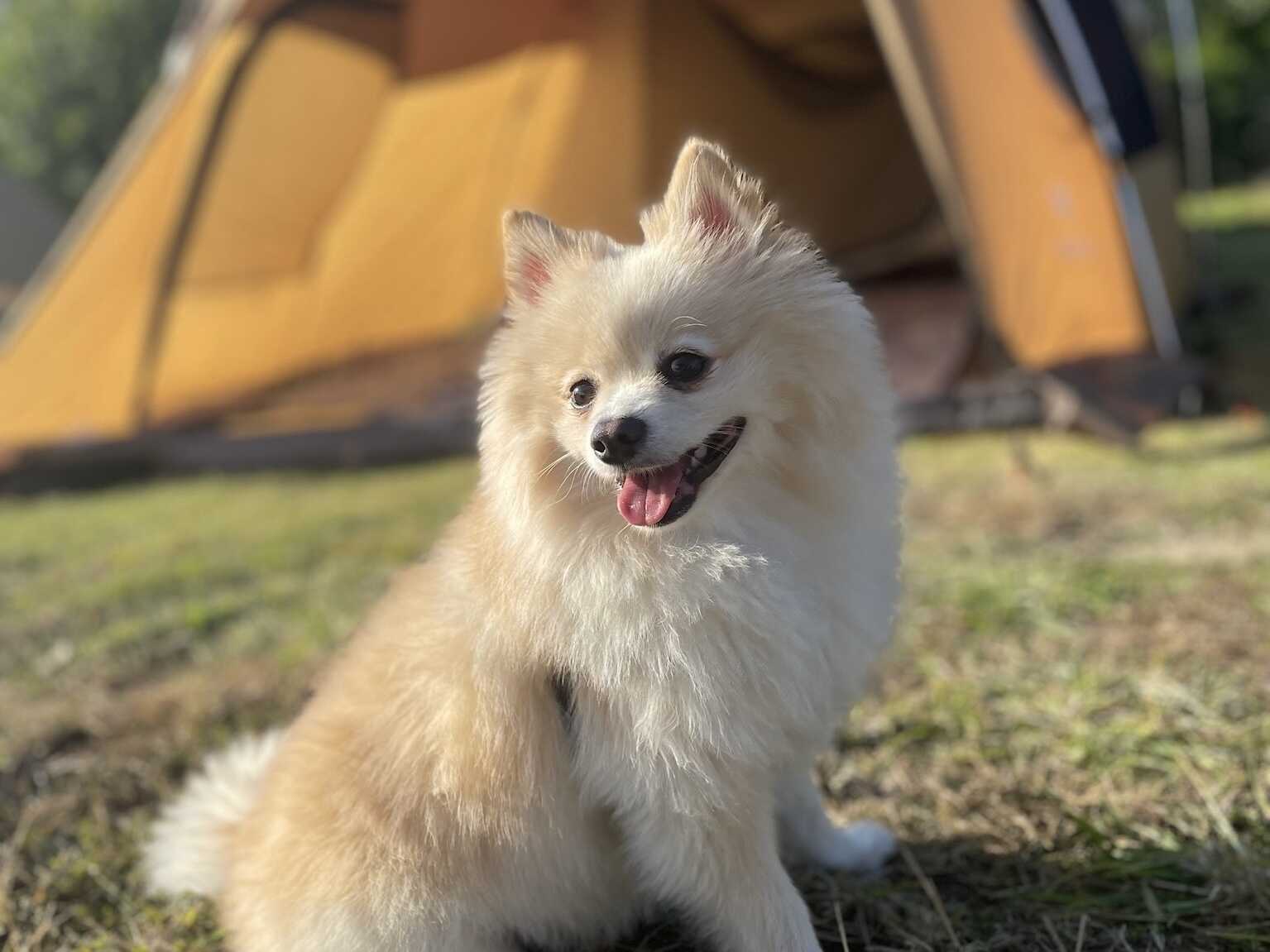 LANTERN CAMPING FIELD MORIYAの写真 4枚目