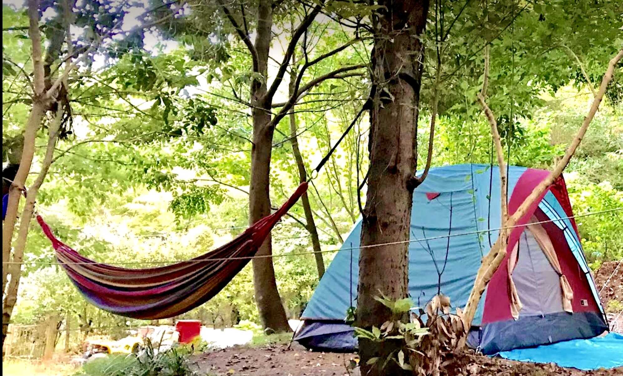 Forest Camp 南伊豆の写真 1枚目