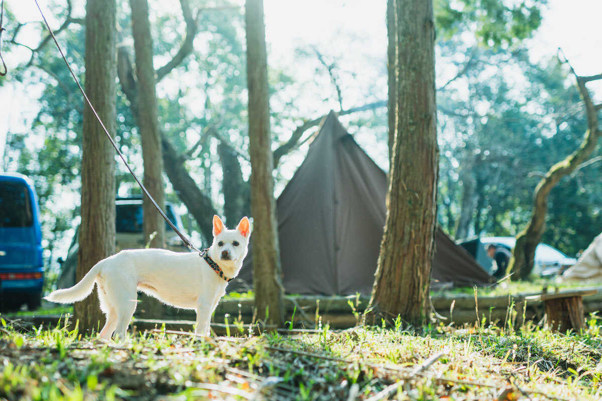 KAWAI VILLAGE CAMPの写真 3枚目