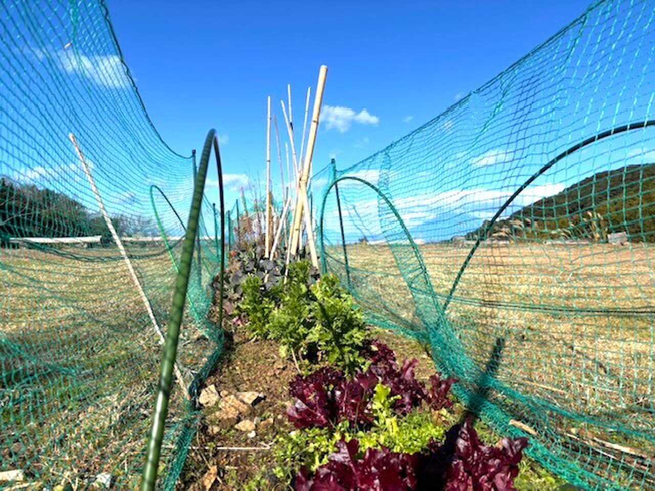 サイトにある野菜は収穫して食べる事ができます。季節折々の野菜を育てていますので来るたび違う野菜に出会えるかも?収穫以外にもサービス野菜の提供もございます!