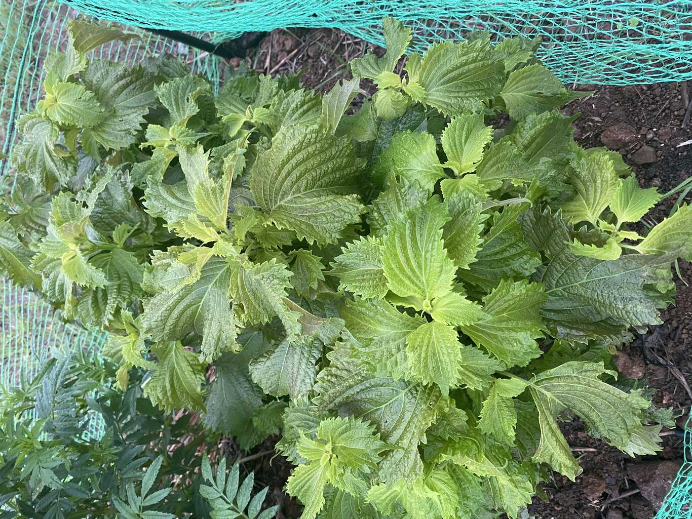 伊豆キャンファーム photo 4