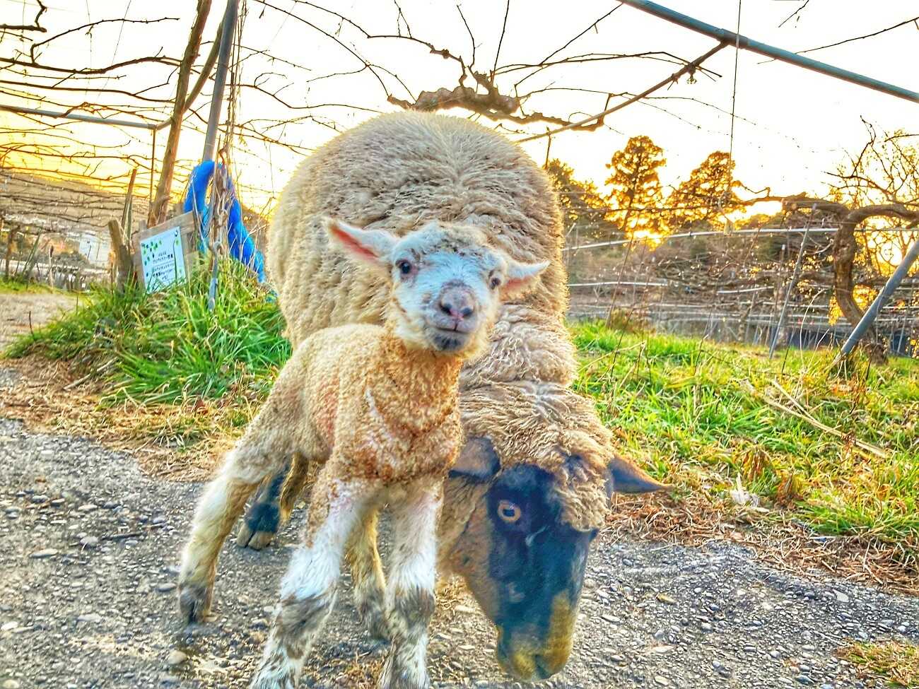 触れ合うことのできるヒツジさん
