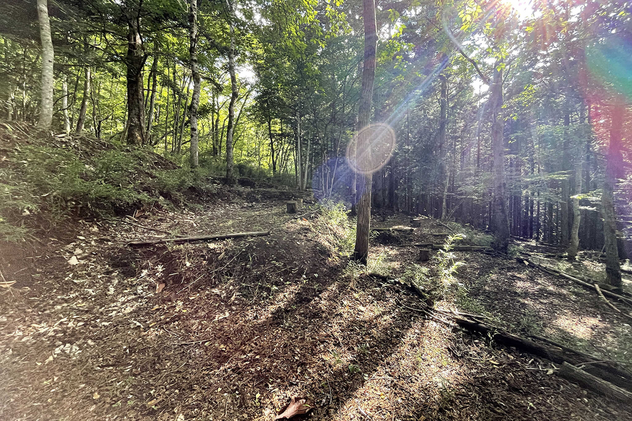 THE FOREST