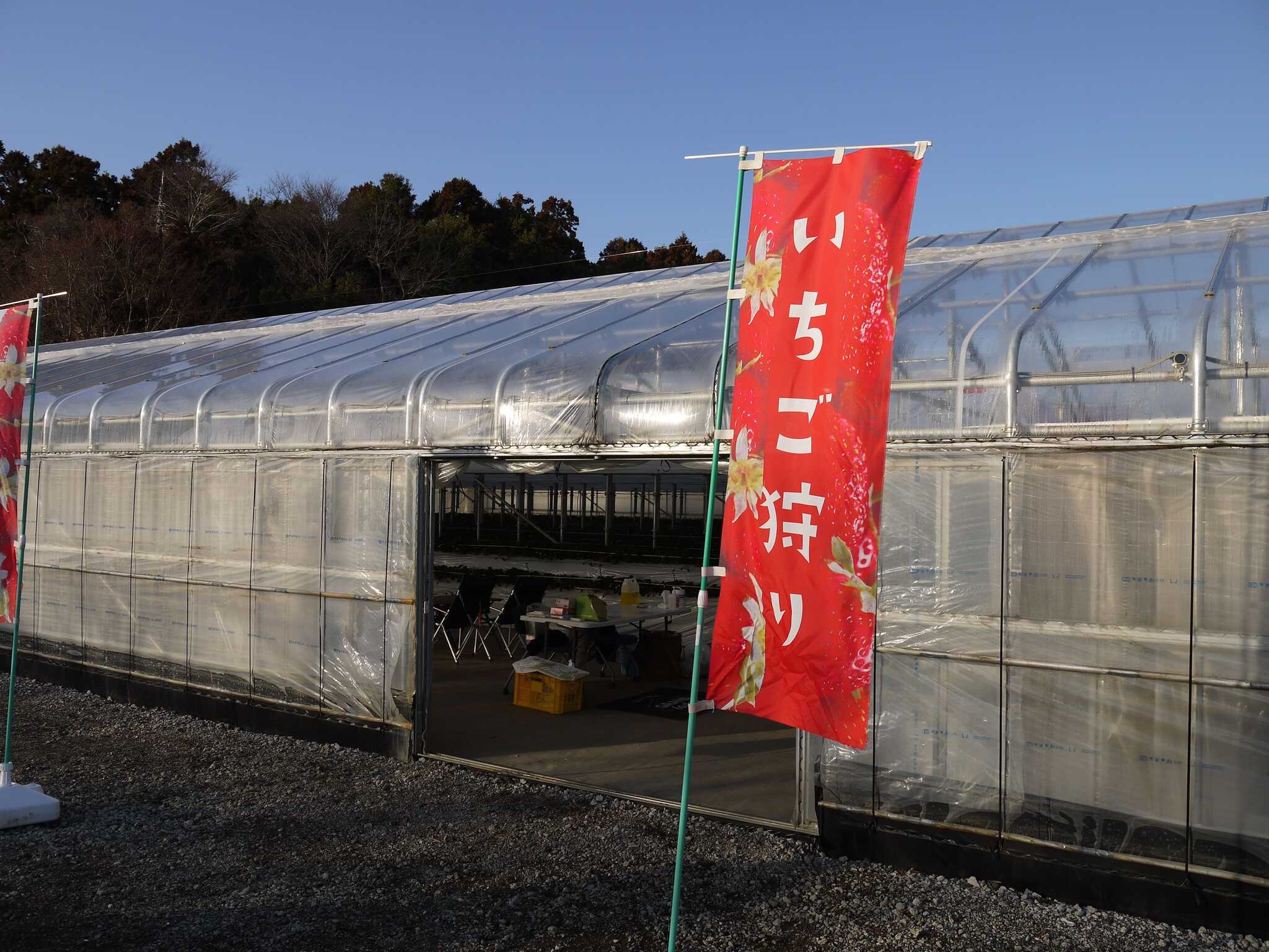 いちご狩り出来ます!大きくて甘い旬なイチゴが沢山なっております♪キャンプ場に宿泊されないお客様もご利用出来ます☆キャンプ場ご利用のお客様以外の方は『じゃらん』での予約お願いいたします。