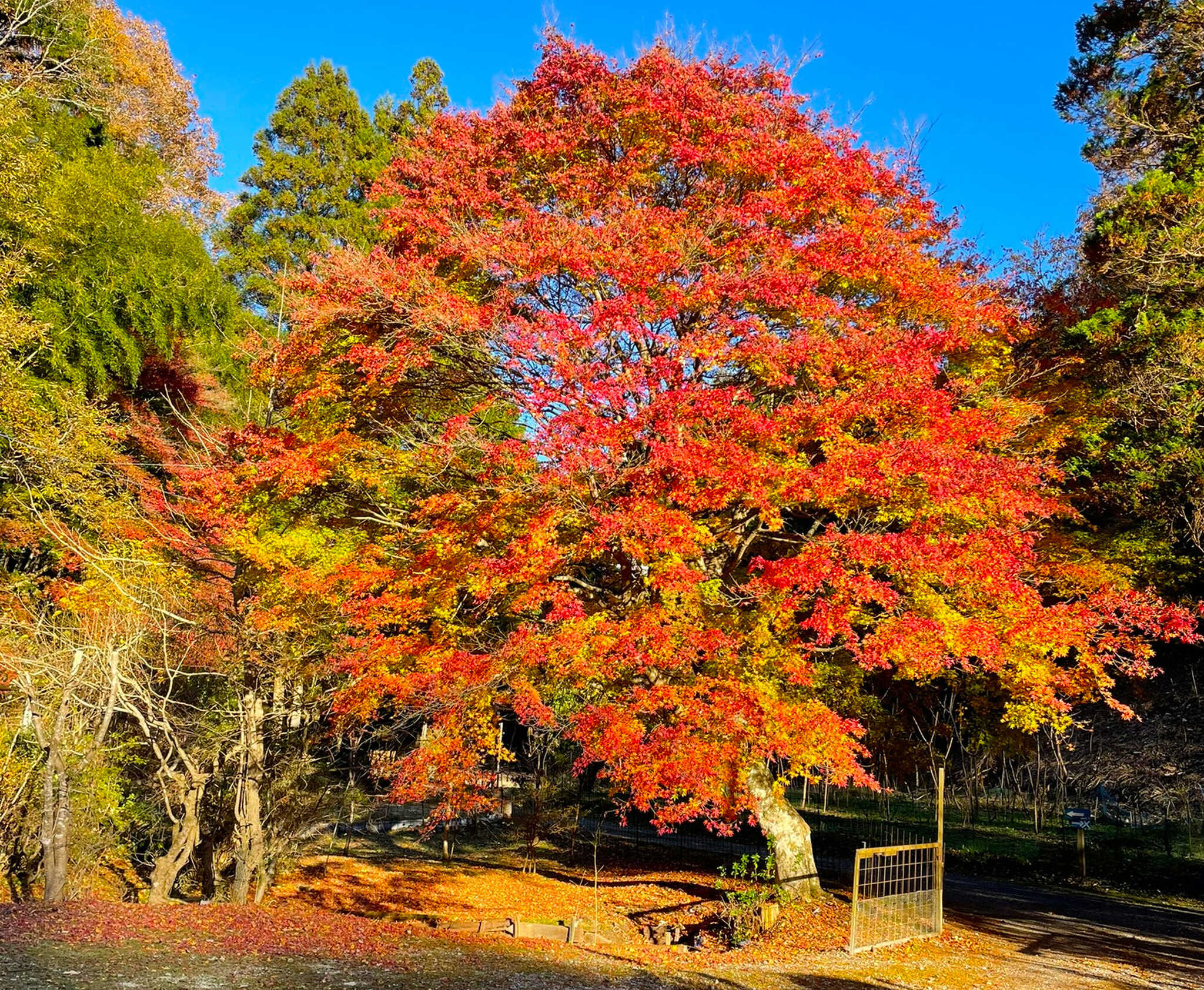みどりのオートキャンプ場 あさの郷の写真 4枚目