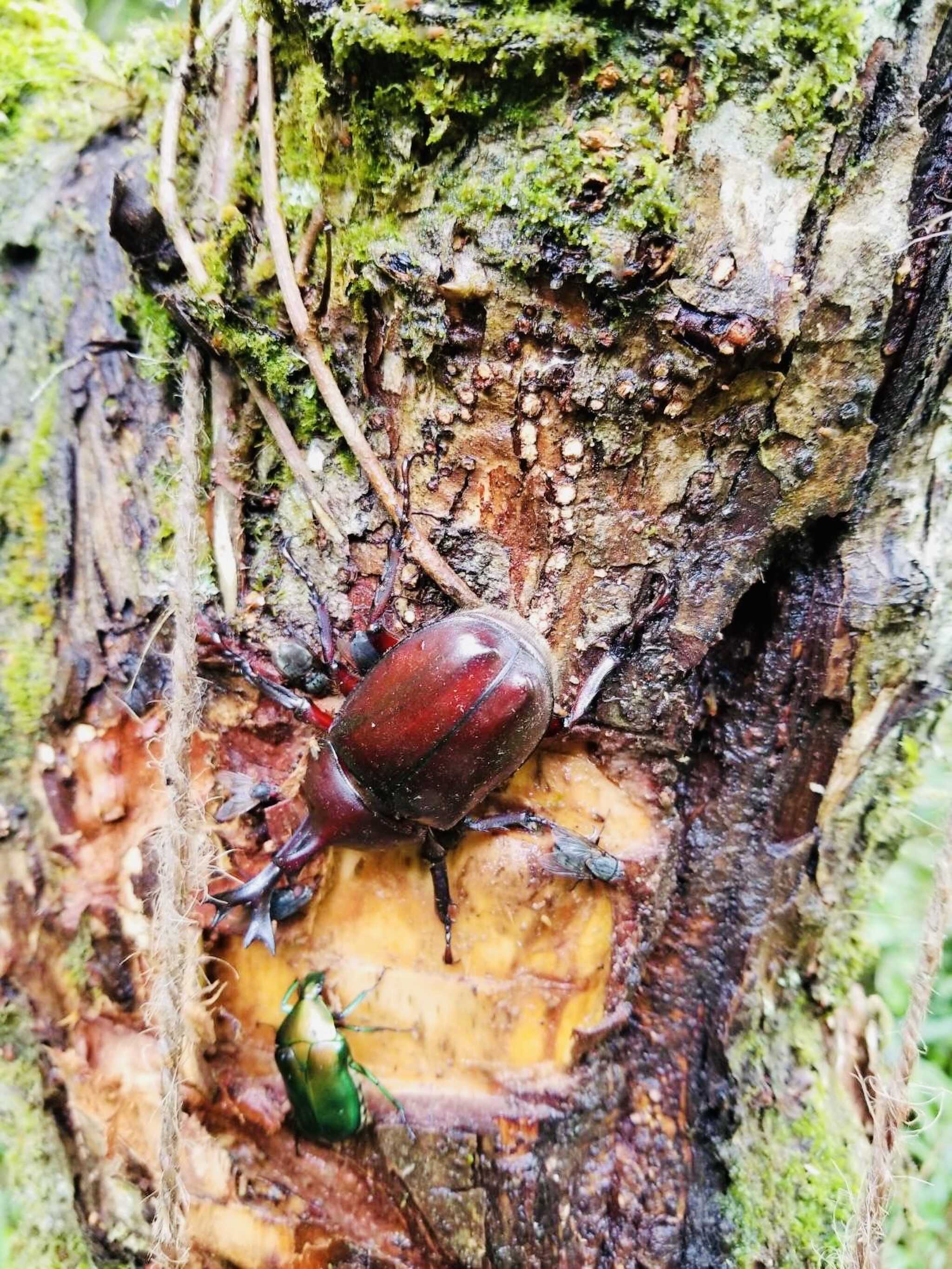 カブトムシ採取