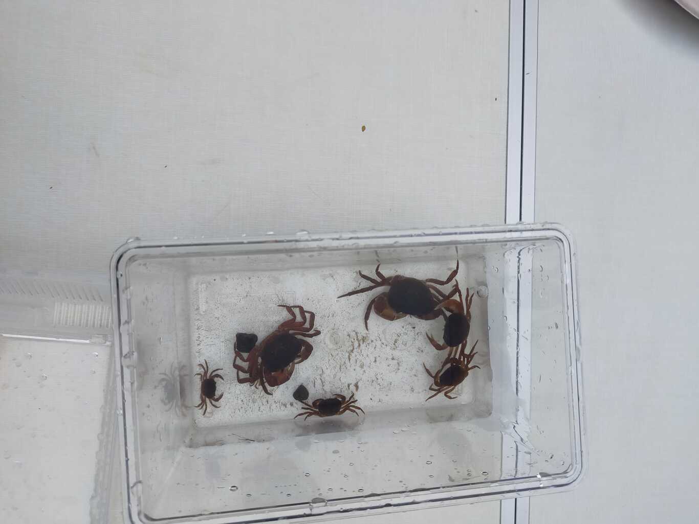 蛍の里かぬまピッコロキャンプ場 photo 4