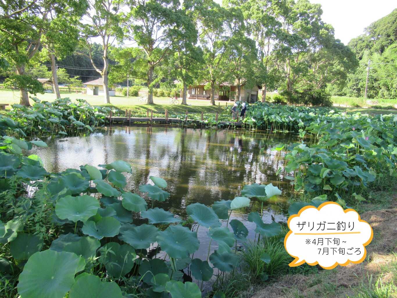 橘ふれあい公園キャンプ場 photo 5