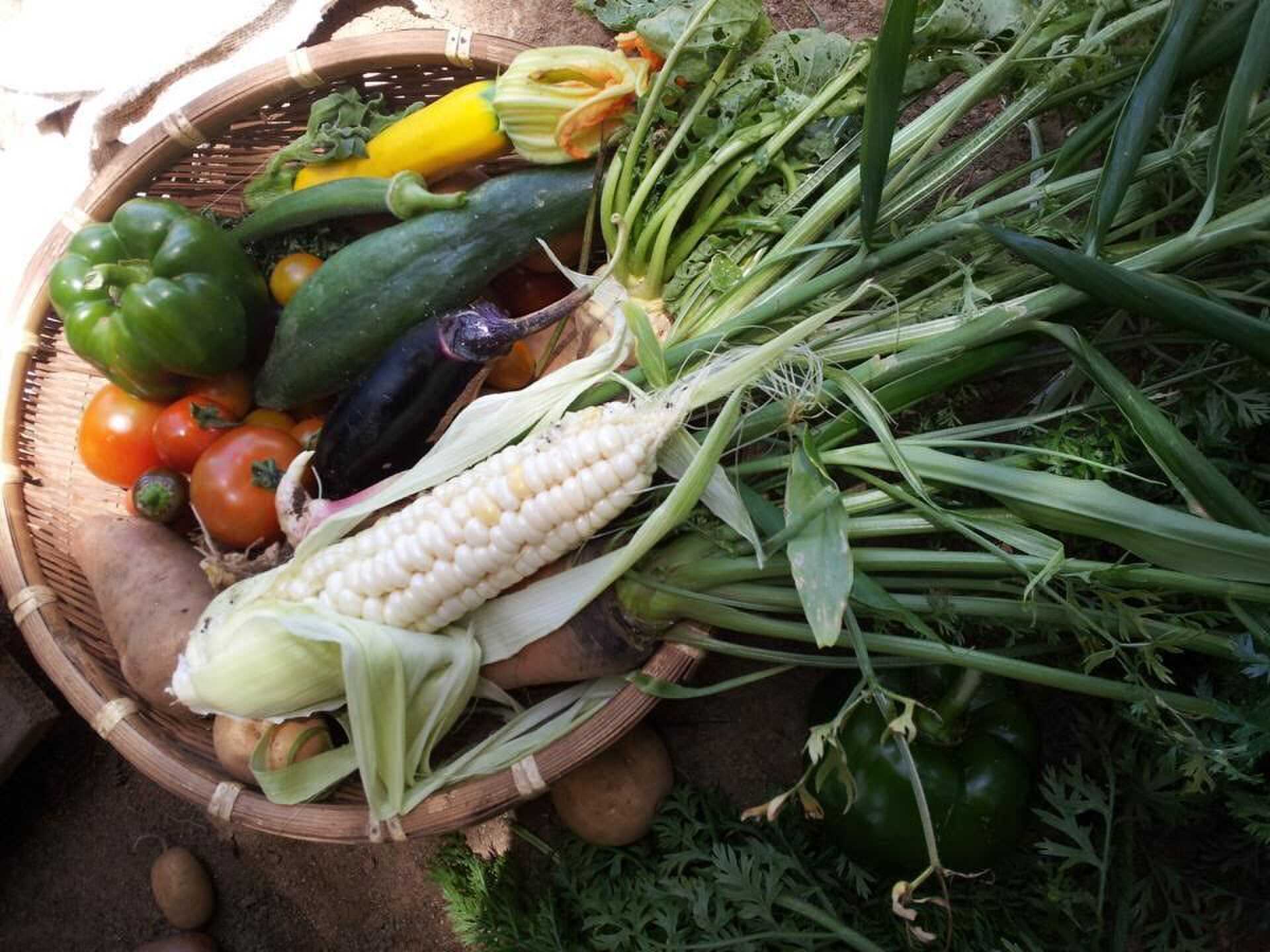 オーガニック農園もやっているので季節の野菜や果実・加工品をご堪能いただけます。年間約100種類。たけのこや山菜もあります。生産者仲間直通の肉や魚も。何があるかはその時期のお楽しみです。