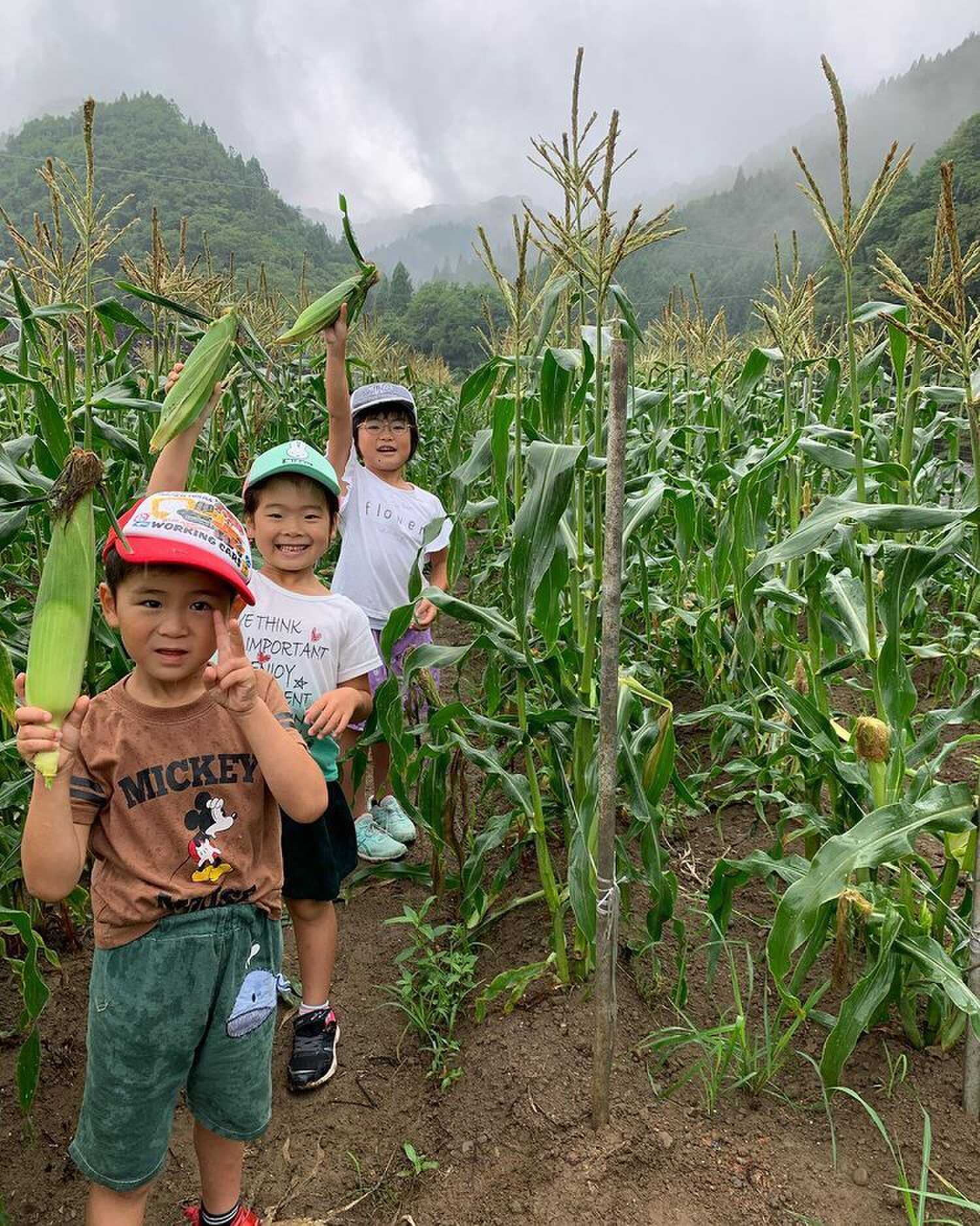 収穫体験の様子。季節により収穫できる野菜が違います。写真はトウモロコシ(6月頃)!甘くて美味しいです