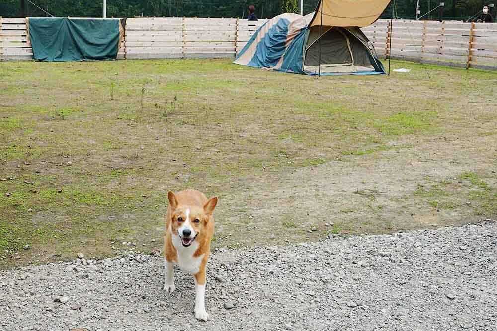 ドッグキャンプ福寿in石割の写真 4枚目