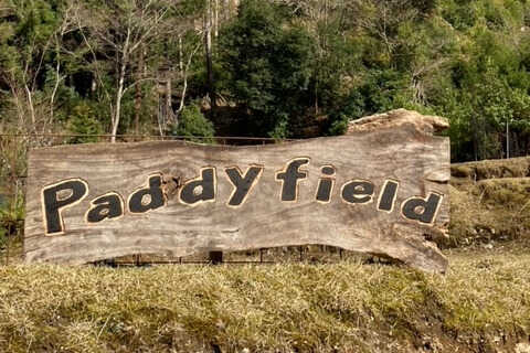 paddyfield