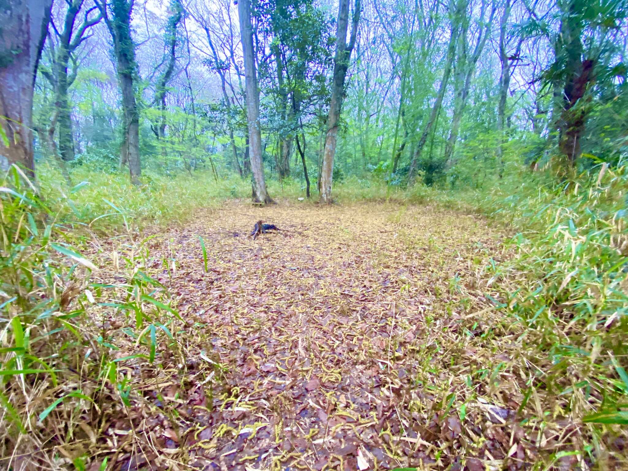 WestFall 船橋・アルゼンチン公園の写真 5枚目