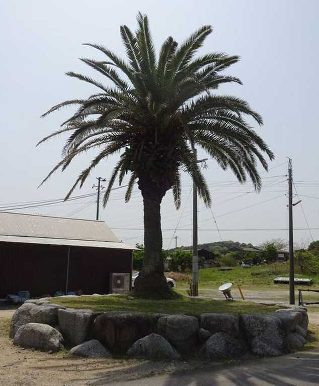 KOKONOEオートキャンプ場 photo 5