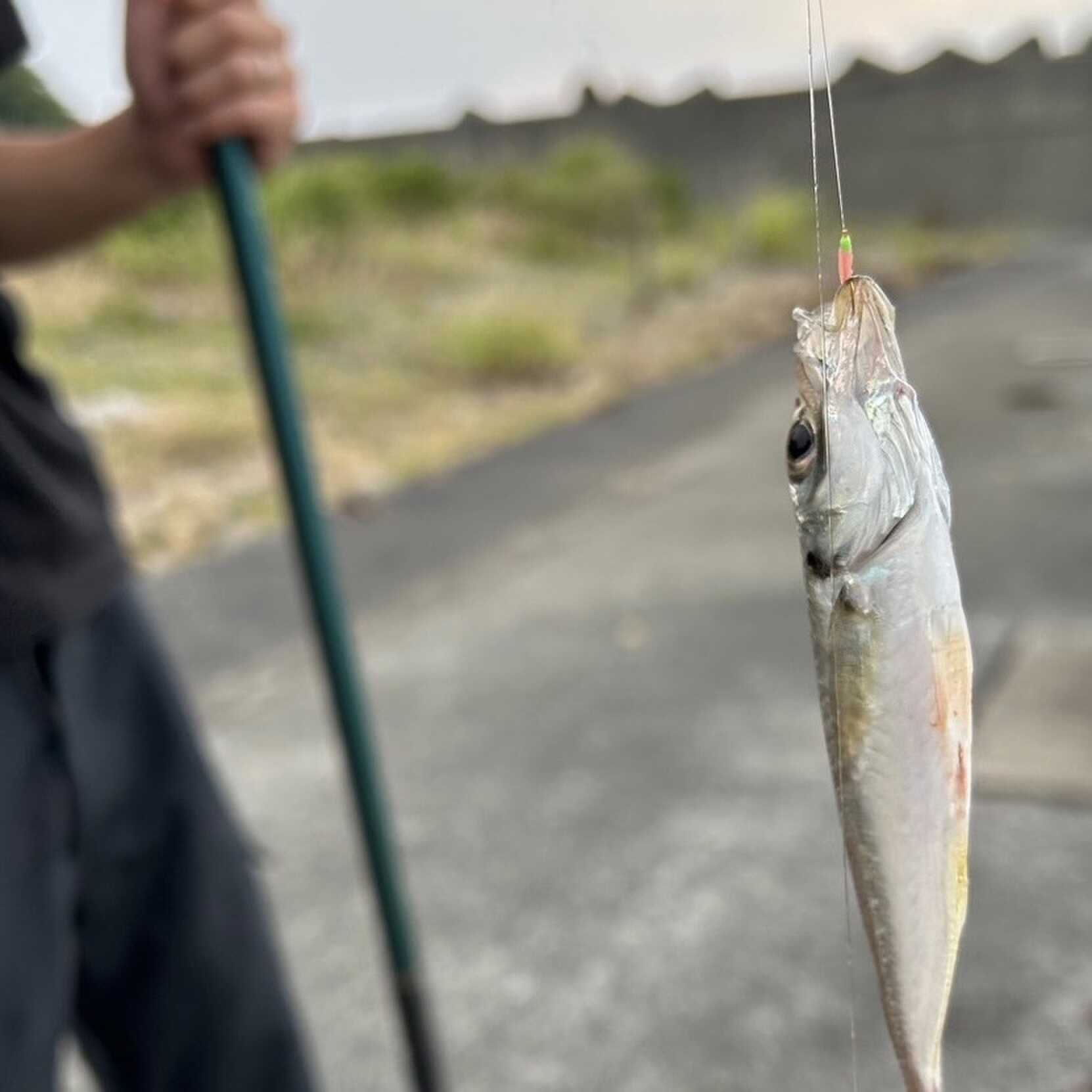 キャンプ場から歩いてすぐの波止場で海釣りができます!自分で釣った魚をキャンプ場で調理して食べることができます!近くには釣具屋さんもあり♪